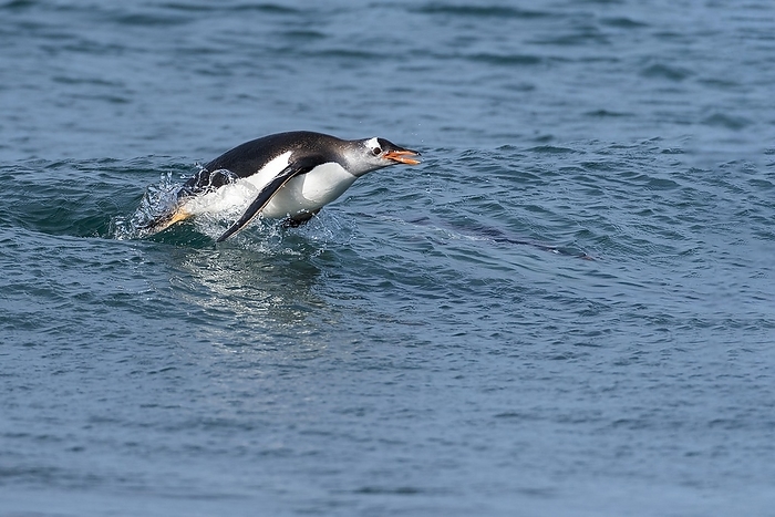 gentoo penguin  Pygoscelis papua  Gentoo penguin  Pygoscelis papua  from Sea Lion Island, the Falklands, by Klaus Steinkamp