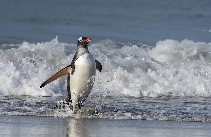 gentoo penguin  Pygoscelis papua  Gentoo penguin  Pygoscelis papua  from Sea Lion Island, the Falklands, by Klaus Steinkamp