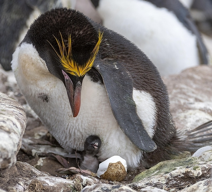 macaroni penguin  Eudyptes chrysolophus  Macaroni penguin  Eudyptes chrysolophus  with chick on its nest. Photo from Sounders Island, the Falkland Islands, by Klaus Steinkamp
