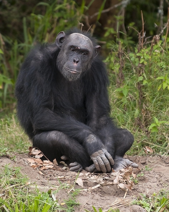 chimpanzee Common Chimpanzee  Pan troglodytes  in Ol Pejeta Conservancy, Kenya, Africa, by Klaus Steinkamp
