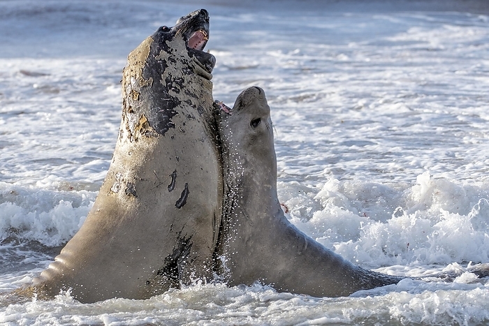 southern elephant seal  Mirounga leonina  Fighting elephant seals  Mirounga leonina  from Sea Lion Island, the Falkland Islands, by Klaus Steinkamp