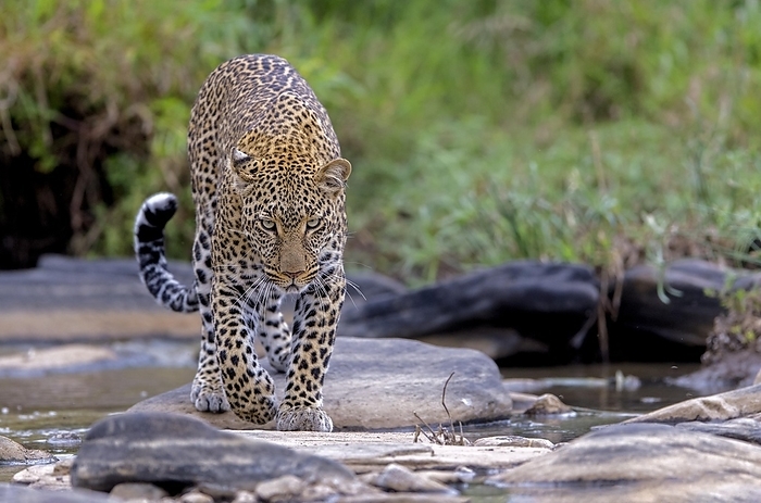 Leopard (Panthera pardus) from Maasai Mara, Kenya, Africa, by Klaus Steinkamp