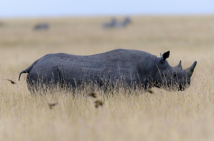 black rhinoceros  Diceros bicornis  Black rhino  Diceros bicornis  on the savannah of Maasai Mara, Kenya, Africa, by Klaus Steinkamp