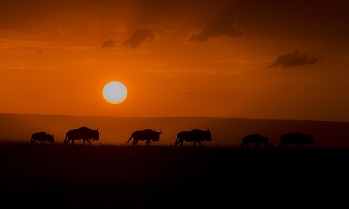 Wildebeests migration under the setting sun in Maasai Mara, Kenya, Africa, by Klaus Steinkamp