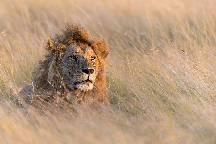 lion  Panthera leo  Male lion  Panthera leo  on the watch in the savannah grass of Maasai Mara, Kenay, by Klaus Steinkamp