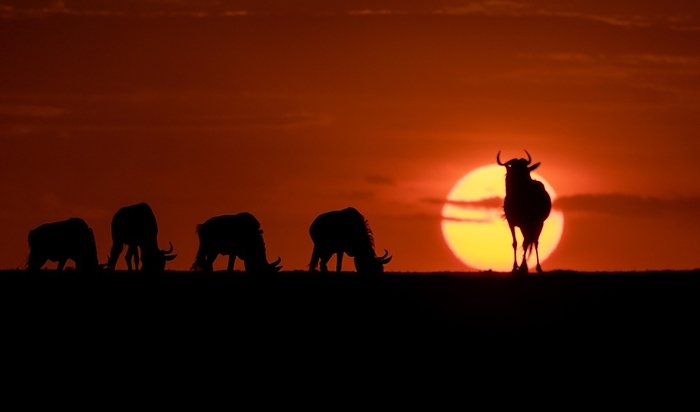 Wildebeest (Connochaetus taurinis) grazing as the sun sets in Maasai Mara, Kenya, Africa, by Klaus Steinkamp
