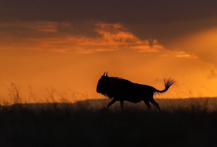 Wildebeest (Connochaetus taurinis) migrating as the sun sets in Maasai Mara, Kenya, Africa, by Klaus Steinkamp