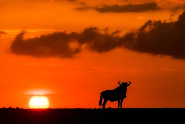 Wildebeest (Connochaetus taurinis) and the setting sun in Maasai Mara, Kenya, Africa, by Klaus Steinkamp