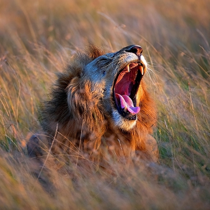 lion  Panthera leo  Male lion  Panthera leo  yaning in the savannah grass of Maasai Mara, Kenay, by Klaus Steinkamp