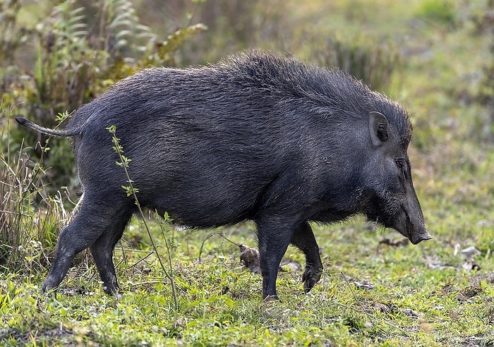 wild boar Wild boar  Sus scrofa  from Kaziranga National Park, Assam, north east India, by Klaus Steinkamp