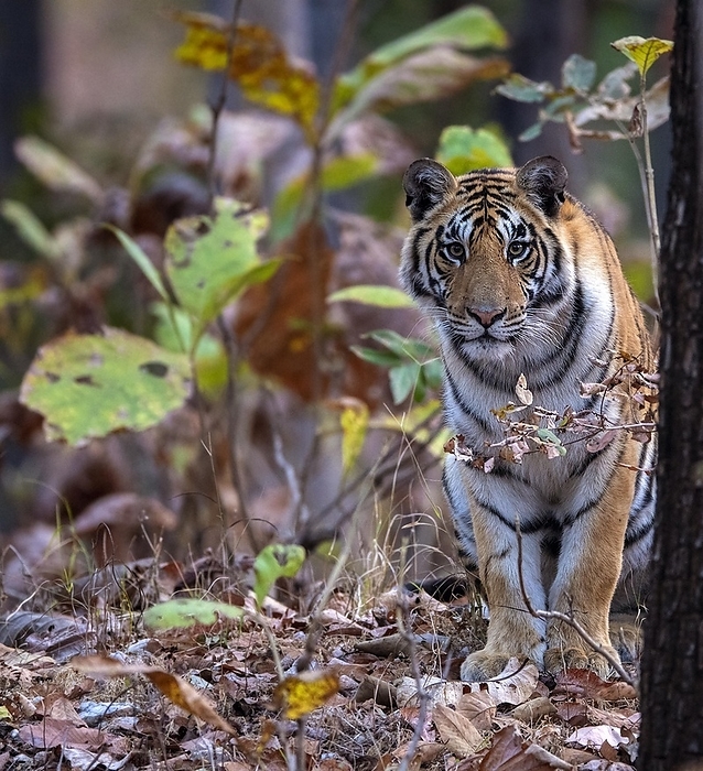 Bengal tiger  Panthera tigris bengalensis  Female bengal tiger  Panthera tigris tigris  in the dense forest of Pench National Park, madhya Pradesh, India, Asia, by Klaus Steinkamp