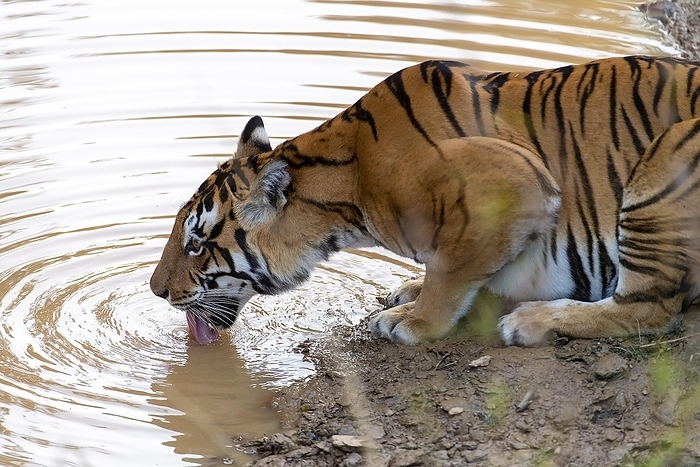 The Bengal Tigress known as Chhoti Mada (born 2008) drinking in Kana National Park (Mukki range), Madhya Pradesh, India. Photo from February 2019, by Klaus Steinkamp