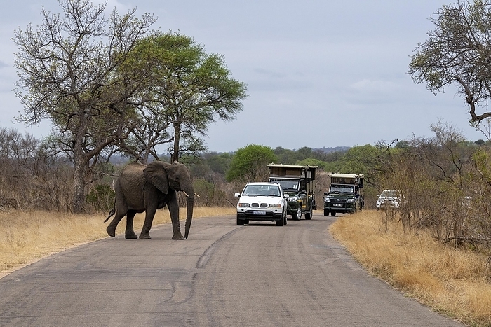 African elephant crossing the road in Kruger National Park, South Africa, Africa, by Klaus Steinkamp