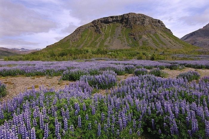 Iceland Field of lupins planted to combat soil erosion at Hamar, on Hamarsfjordur in the East Fjords region of eastern Iceland, by Klaus Steinkamp