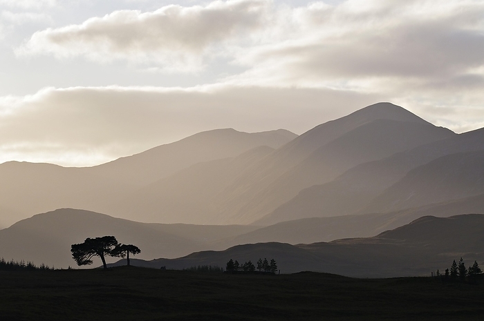 United Kingdom Backlit trees and hill ridges around the western rim of Rannoch Moor, Scottish Highlands, UK, by Klaus Steinkamp