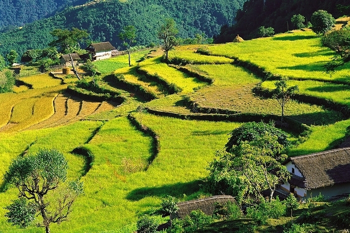 Nepal Terraced fields of rice step down a hillside near the village of Sinam in the foothills of the Kangchenjunga range in east Nepal, by Klaus Steinkamp