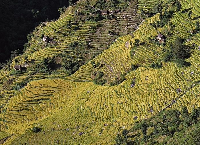 Nepal Terraced fields of rice and barley step down a hillside near the village of Sinam in the foothills of the Kangchenjunga range in east Nepal, by Klaus Steinkamp