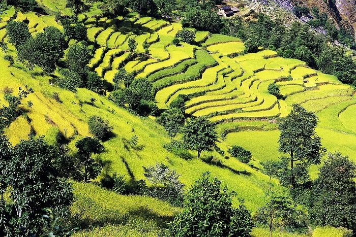 Nepal Terraced fields of rice step down a hillside near the village of Sinam in the foothills of the Kangchenjunga range in east Nepal, by Klaus Steinkamp