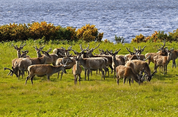 Scotland Herde Rothitsche in Schottland   Herd of red deer stags with their antlers in velvet along the side of Loch Brora, Sutherland, Scotland, UK, by Klaus Steinkamp