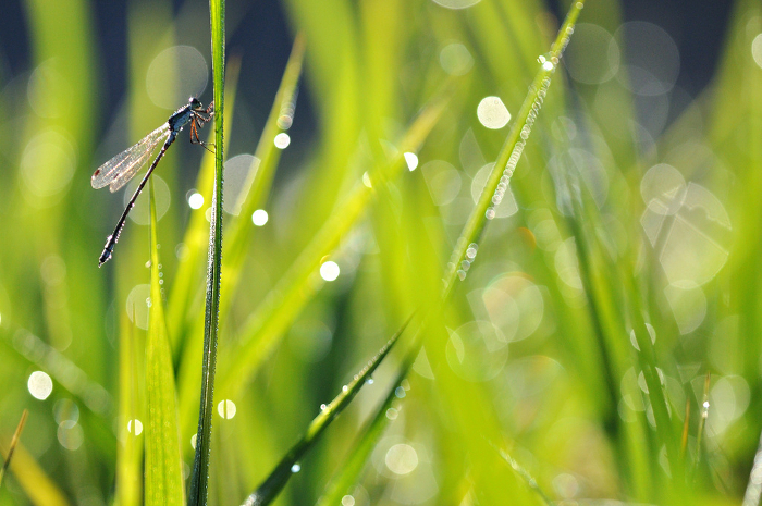 Rice shining with morning dew and damselflies Close-up