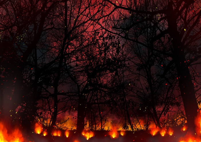 Tranquil and mysterious forest fires