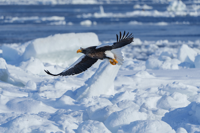 Drift ice and Steller's sea eagle Hokkaido Winter Sightseeing in Shiretoko Nature's spectacular scenery