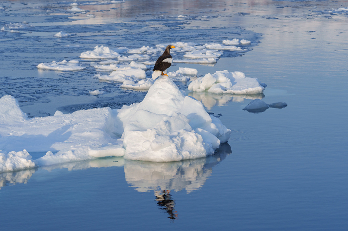 Drift ice and Steller's sea eagle Hokkaido Winter Sightseeing in Shiretoko Nature's spectacular scenery