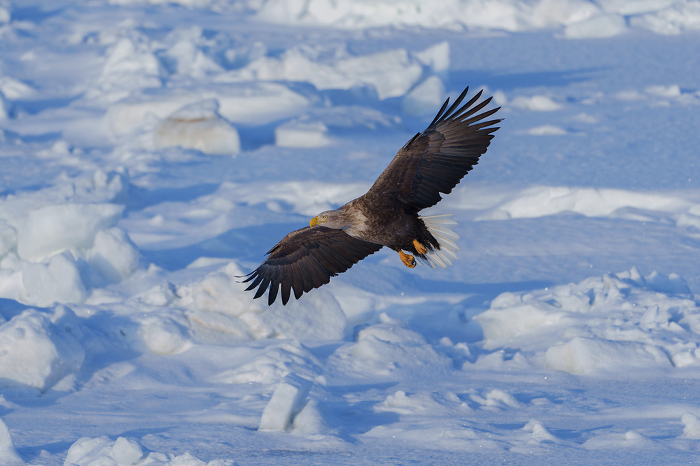Floating Ice and White-tailed Eagles: Hokkaido's Spectacular Winter Natural Beauty