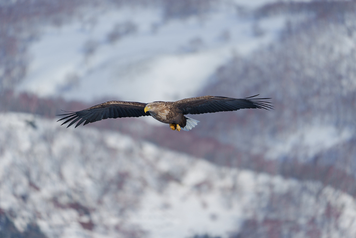 Floating Ice and White-tailed Eagles: Hokkaido's Spectacular Winter Natural Beauty
