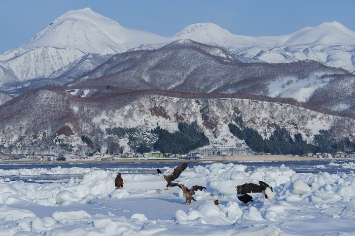 Drift Ice, Eagles and Shiretoko Mountain Range Winter Sightseeing in Hokkaido
