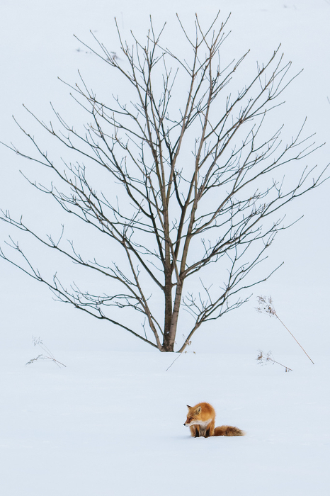 Cute Fluffy Fox in Winter Wildlife in Hokkaido in Winter