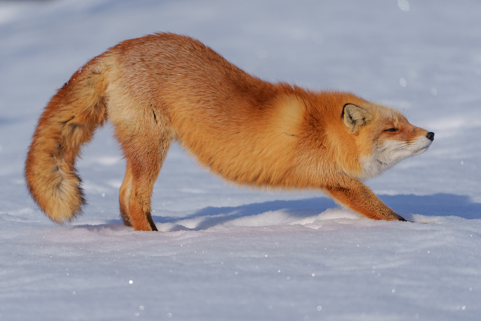 Cute Fluffy Fox in Winter Wildlife in Hokkaido in Winter