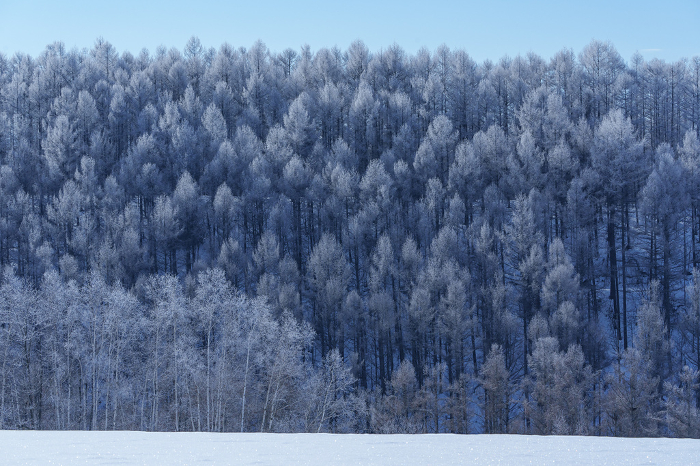 Furano in the severe winter season: fog-covered trees and snowfields