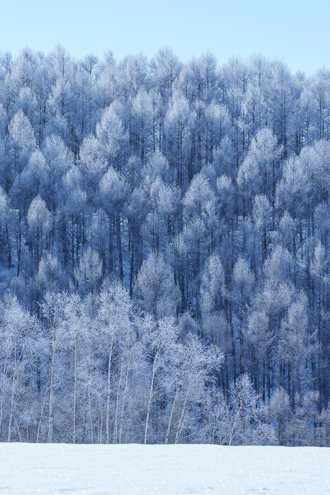 Furano in the severe winter season: fog-covered trees and snowfields