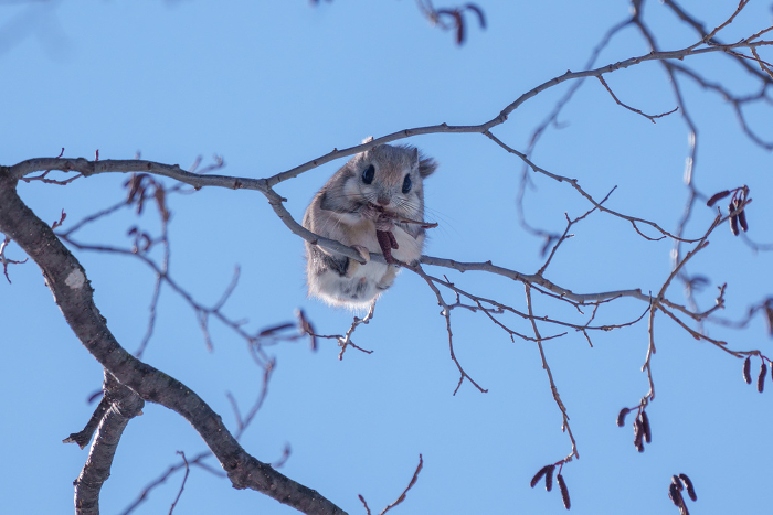 Fluffy Ezo flying squirrels in winter Hokkaido's three cutest wild animals