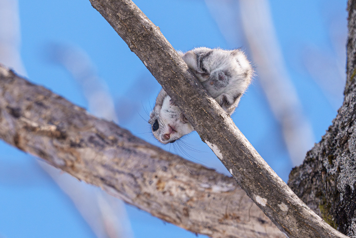 Fluffy Ezo flying squirrels in winter Hokkaido's three cutest wild animals