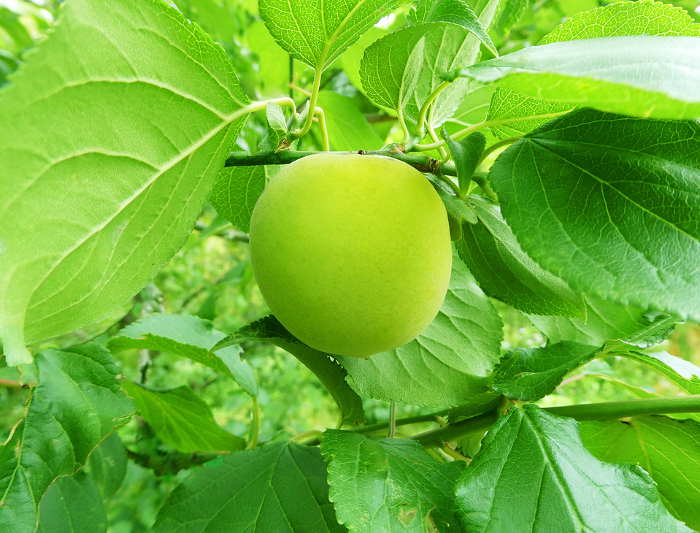 Pictures of plum trees, bearing fresh green plums.