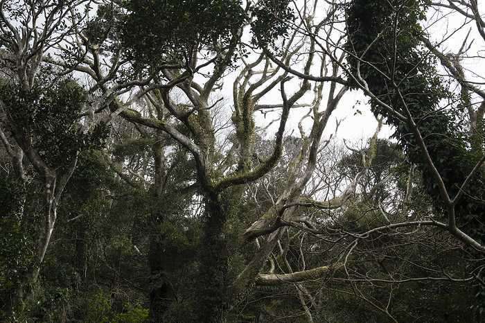 Mixed forest of standing dead broadleaf trees Mikurashima, Tokyo Taken at Mikurashima, Izu Islands, Tokyo.