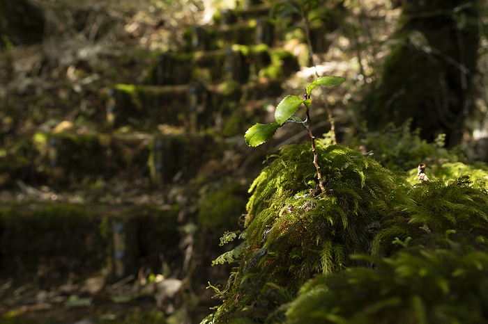 Moss and tree buds Mikurashima, Tokyo Taken at Gozan, Mikurashima, Izu Islands, Tokyo.