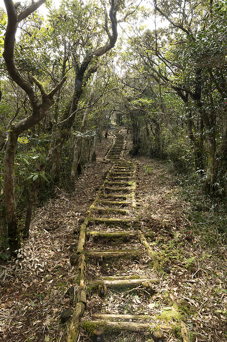 Trail leading to Otome Pass Observatory Mikurajima, Tokyo Taken at Otome Pass, Mikurashima, Izu Islands, Tokyo.
