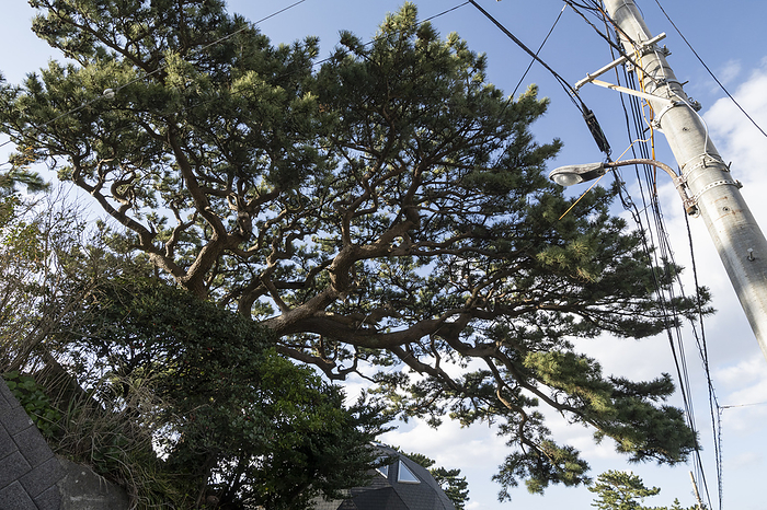 Large pine tree Mikurashima, Tokyo Taken at Mikurashima, Izu Islands, Tokyo.