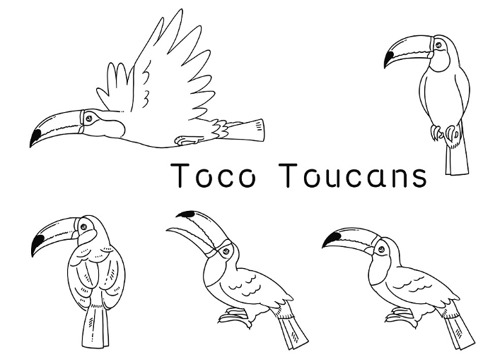 clip art set of line drawing toco toucan
