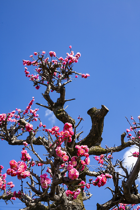 Spring garden with beautiful red plum blossoms under a blue sky in Kobe-machi, Gifu Prefecture