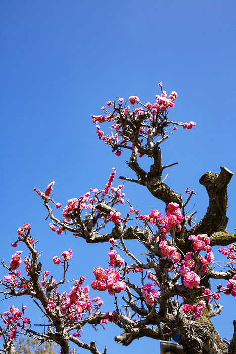 Spring garden with beautiful red plum blossoms under a blue sky in Kobe-machi, Gifu Prefecture