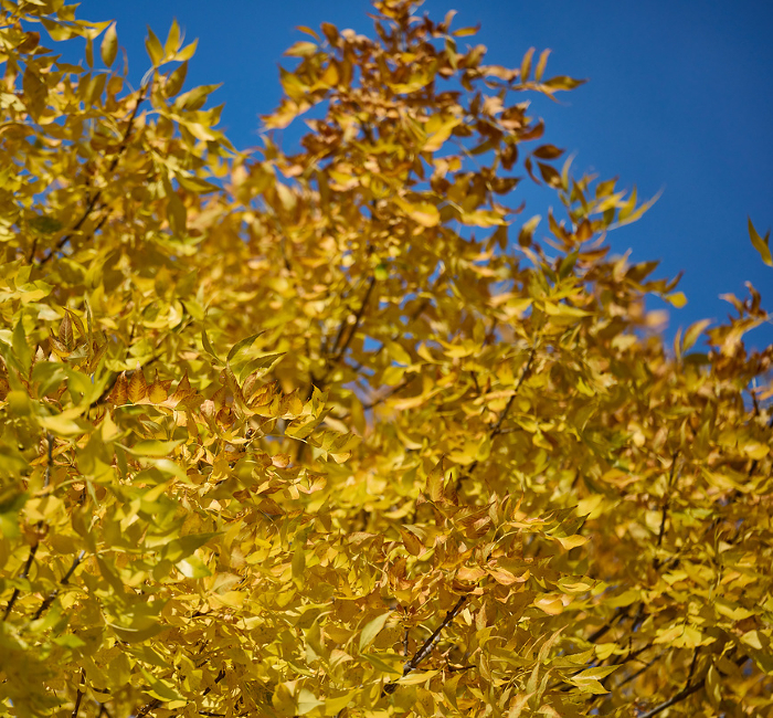 Yellow leaves on a Pennsylvania Ash tree on an autumn day, Ukraine Yellow leaves on a Pennsylvania Ash tree on an autumn day, Ukraine