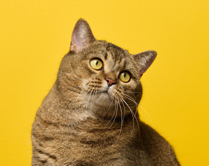 A cute adult straight eared Scottish breed gray cat sits on a yellow background A cute adult straight eared Scottish breed gray cat sits on a yellow background