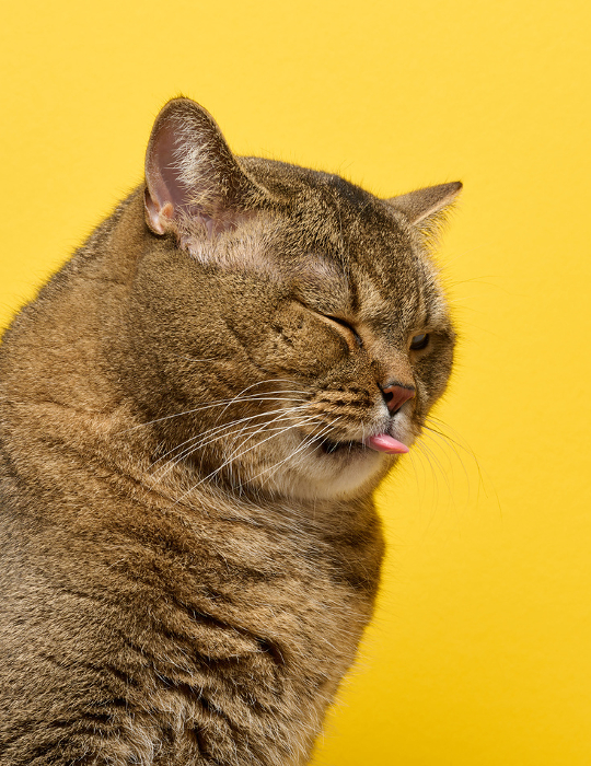 An adult gray cat sits on a yellow background, the eye is squinted and the tongue is hanging out An adult gray cat sits on a yellow background, the eye is squinted and the tongue is hanging out
