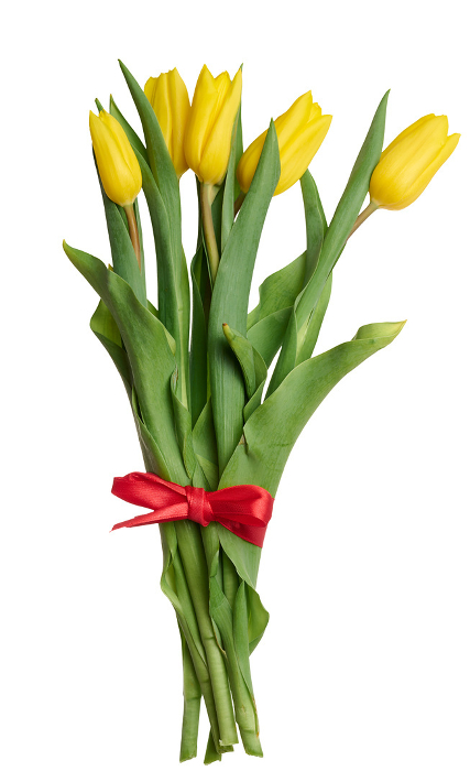 Yellow blooming tulip with green leaves on isolated background, close up Yellow blooming tulip with green leaves on isolated background, close up