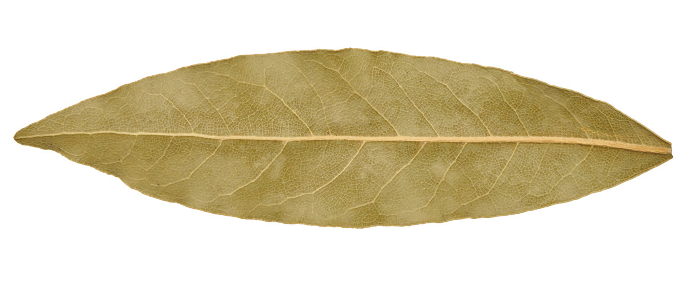 Dry bay leaf on isolated background, spice Dry bay leaf on isolated background, spice