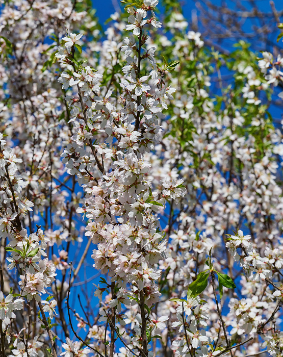 Branch with white almond flowers on blue sky background, sunny spring day. Ukraine, Kherson Branch with white almond flowers on blue sky background, sunny spring day. Ukraine, Kherson